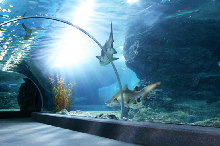 Germany aquariums to visit on vacation